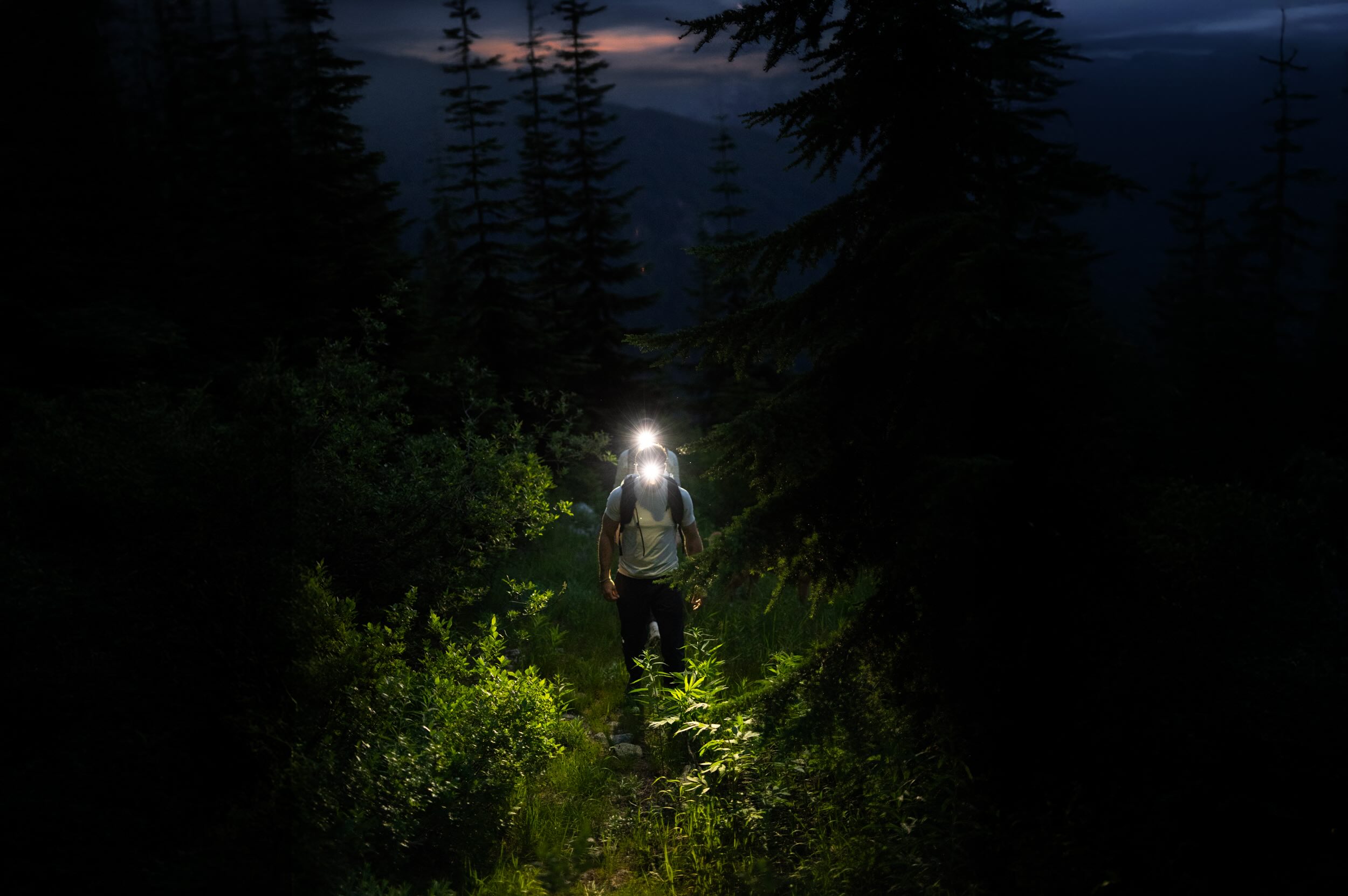 Pflanzenwuchs, Wandern, Wildnis, Baum, Dschungel