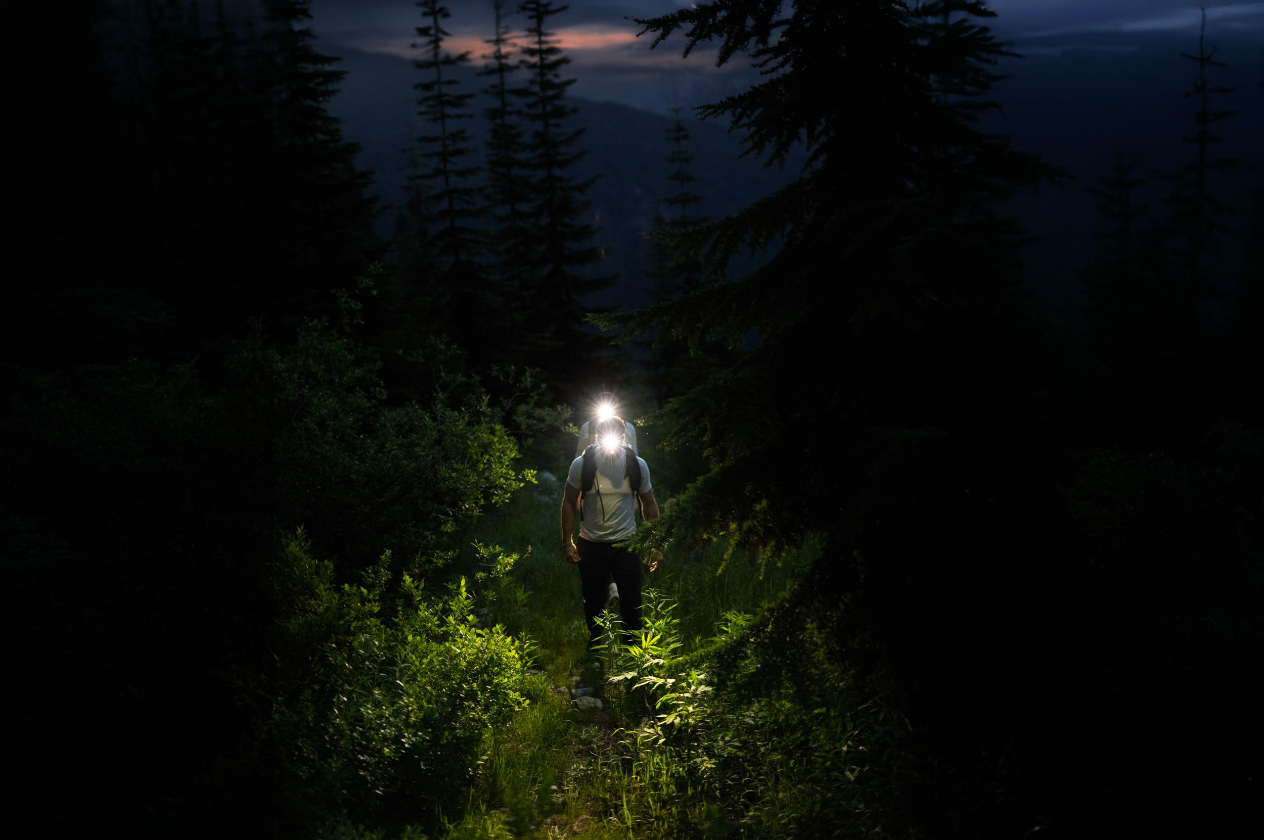 Pflanzenwuchs, Wandern, Wildnis, Dschungel, Baum