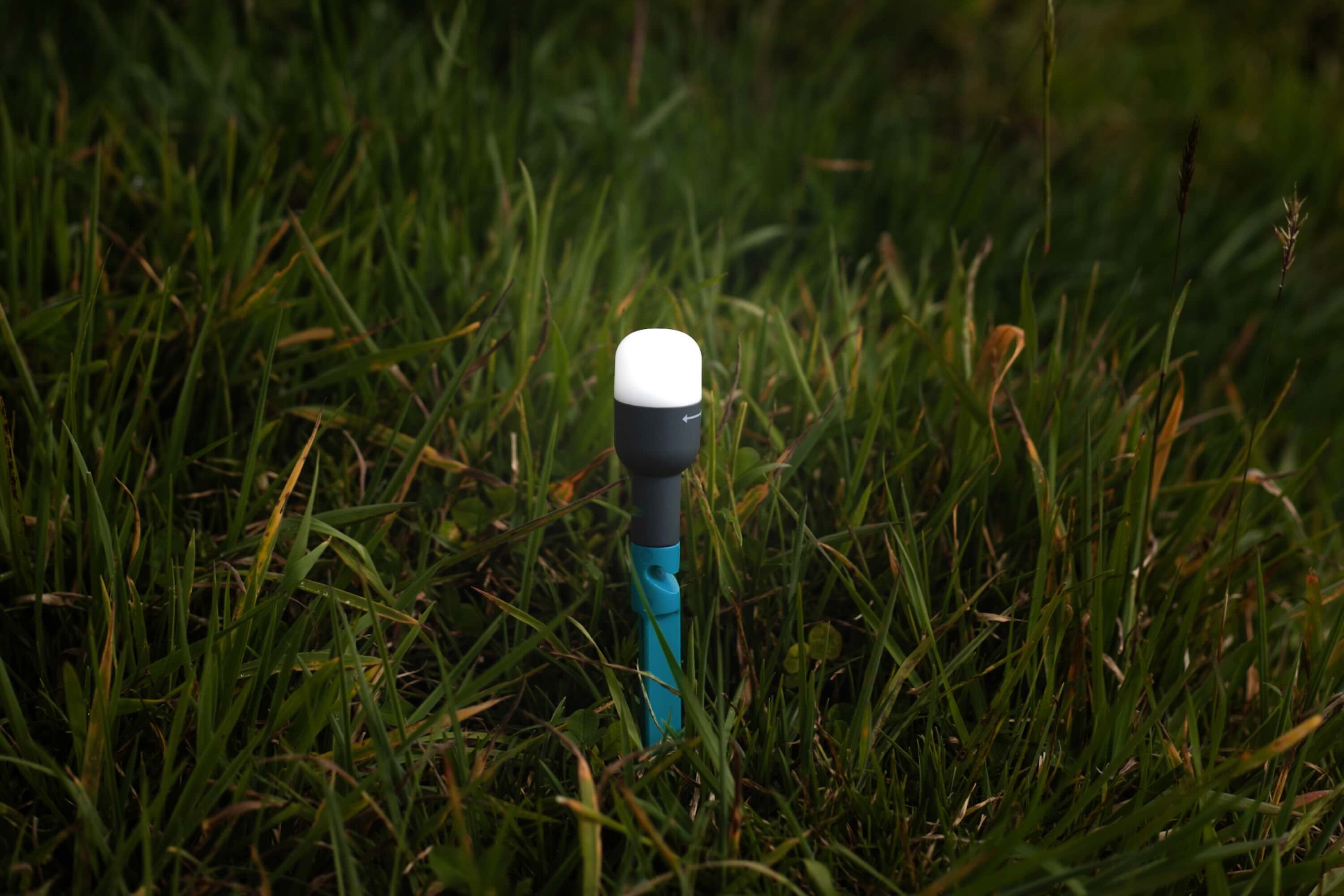 Gras, Pflanze